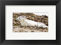 Harbor Seal Pup Fine Art Print