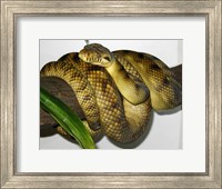 High-Yellow Scrub Python Morelia Amethistina Fine Art Print