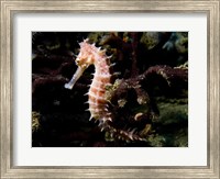 Hippocampus Histrix (Beige Thorny Seahose) Fine Art Print
