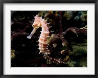 Hippocampus Histrix (Beige Thorny Seahose) Fine Art Print