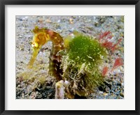 Hippocampus Histrix (Juvenile Thorny Seahorse) Fine Art Print