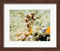 Hippocampus Histrix (Thorny seahorse) Fine Art Print