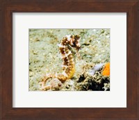 Hippocampus Histrix (Thorny seahorse) Fine Art Print