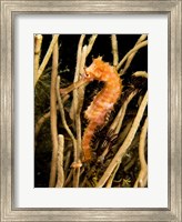 Hippocampus Hystrix (Spiny Seahorse) Fine Art Print