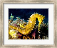 Yellow Hippocampus Hystrix (Spiny Seahorse) Fine Art Print
