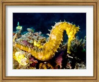Yellow Hippocampus Hystrix (Spiny Seahorse) Fine Art Print
