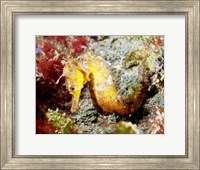 Yellow Hippocampus Kuda (Estuary Seahorse) Fine Art Print