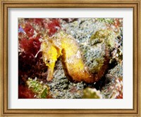 Yellow Hippocampus Kuda (Estuary Seahorse) Fine Art Print