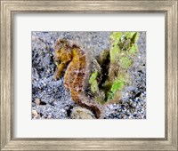 Hippocampus Kuda (Yellow Estuary Seahorse) Fine Art Print