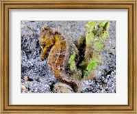 Hippocampus Kuda (Yellow Estuary Seahorse) Fine Art Print