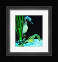 Hippocampus Framed Print