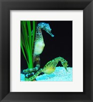 Hippocampus Framed Print