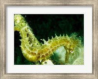 Green Seahorse Fine Art Print