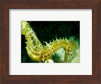 Green Seahorse Fine Art Print