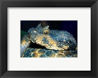 Horned Viper Fine Art Print