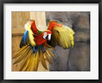 Hybrid Macaw Flying Flamingo Land Fine Art Print