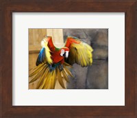 Hybrid Macaw Flying Flamingo Land Fine Art Print