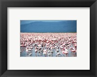 Large Number of Flamingos at Lake Nakuru Fine Art Print