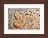 Leaf Nosed Viper In Sand I Fine Art Print