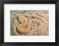 Leaf Nosed Viper In Sand I Fine Art Print