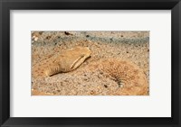 Leaf Nosed Viper In Sand II Fine Art Print
