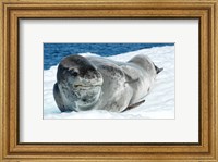 Leopard Seals In Antarctica Fine Art Print