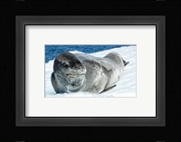 Leopard Seals In Antarctica Fine Art Print