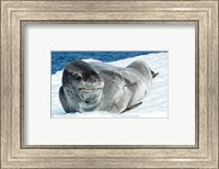 Leopard Seals In Antarctica Fine Art Print