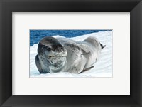 Leopard Seals In Antarctica Fine Art Print