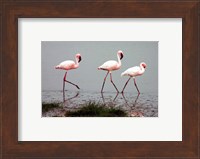 Lesser Flamingos Fine Art Print