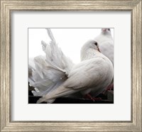 Little White Dove, Colchester Zoo Fine Art Print