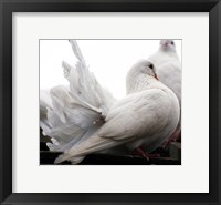 Little White Dove, Colchester Zoo Fine Art Print