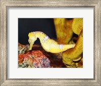 Long Snout Seahorse Fine Art Print