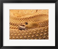 Mexican West Coast Rattlesnake Fine Art Print