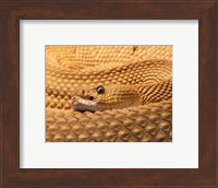 Mexican West Coast Rattlesnake Fine Art Print