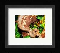 Pacific Boa Fine Art Print