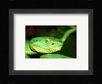 Palm Pit Viper Fine Art Print