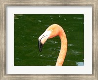 Phoenicopteridae Flamingo Fine Art Print