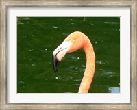 Phoenicopteridae Flamingo Fine Art Print