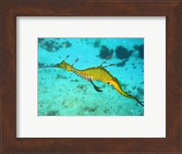 Sea Horse - Yellow Fine Art Print