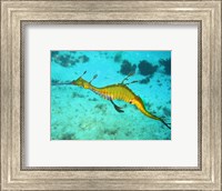 Sea Horse - Yellow Fine Art Print