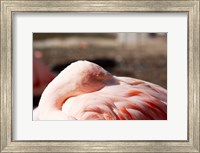 Pink Flamingo Closeup Fine Art Print