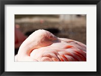 Pink Flamingo Closeup Fine Art Print