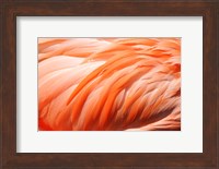 Flamingo Feathers Closeup Fine Art Print