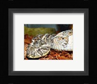 Puff Adder Fine Art Print