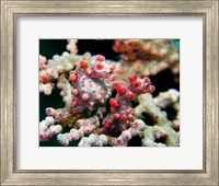 Pygmy Seahorses Fine Art Print