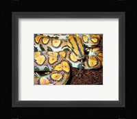 Rainbow Boa Fine Art Print