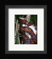 Rainbow Boa Fine Art Print