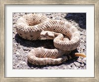 Rattlesnake Fine Art Print