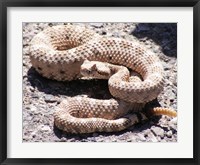 Rattlesnake Fine Art Print